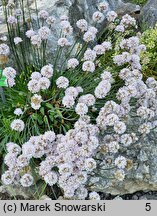 Armeria pseudarmeria Ballerina White