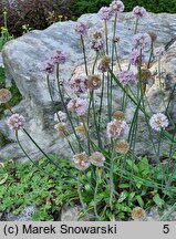 Armeria pseudarmeria Ballerina White