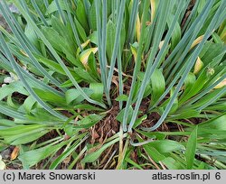 Armeria pseudarmeria Ballerina White