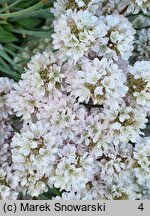 Armeria pseudarmeria Ballerina White