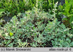 Artemisia stelleriana (bylica Stellera)