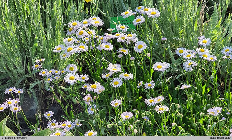 Erigeron tweedyi
