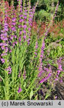 Penstemon alpinus