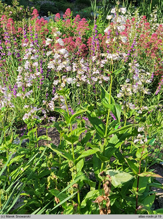 Penstemon angustifolius (penstemon wąskolistny)