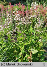 Penstemon angustifolius (penstemon wąskolistny)