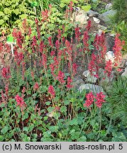 Heuchera Pruhoniciana