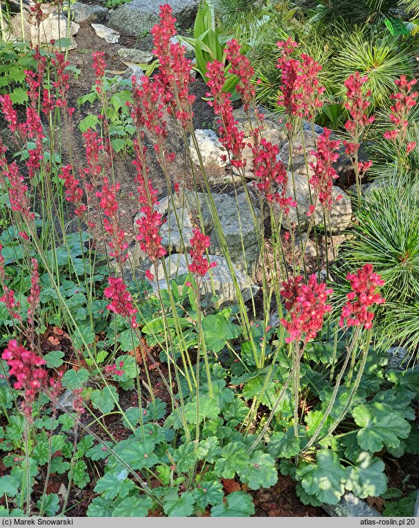 Heuchera Pruhoniciana