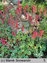 Heuchera Pruhoniciana