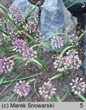 Allium oreophilum (czosnek Ostrowskiego)