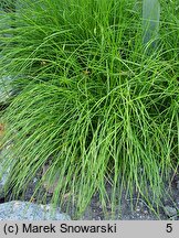 Allium cyaneum (czosnek modry)