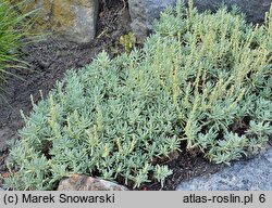 Veronica cinerea