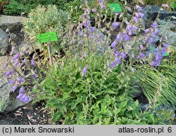 Campanula sarmatica (dzwonek sarmacki)
