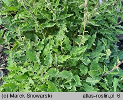 Campanula sarmatica (dzwonek sarmacki)