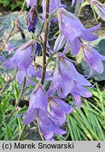 Campanula sarmatica (dzwonek sarmacki)