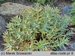 Euphorbia rigida (wilczomlecz mocny)