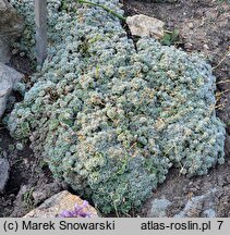 Arabis androsacea (gęsiówka naradkowa)