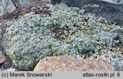 Arabis androsacea (gęsiówka naradkowa)