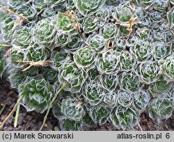 Arabis androsacea (gęsiówka naradkowa)