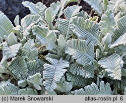 Tanacetum haradjanii (wrotycz Haradjana)