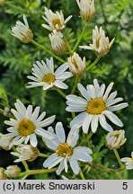 Tanacetum corymbosum ssp. corymbosum (wrotycz baldachogroniasty typowy)