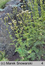 Tanacetum corymbosum ssp. corymbosum (wrotycz baldachogroniasty typowy)