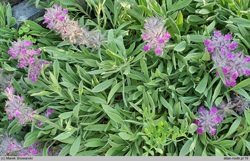 Stachys lavandulifolia (czyściec lawendolistny)