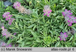 Stachys lavandulifolia (czyściec lawendolistny)