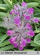 Stachys lavandulifolia (czyściec lawendolistny)