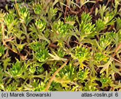 Saxifraga trifurcata (skalnica trójdzielna)