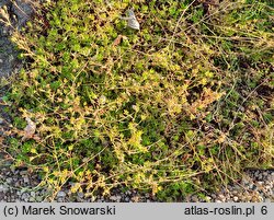 Saxifraga trifurcata (skalnica trójdzielna)