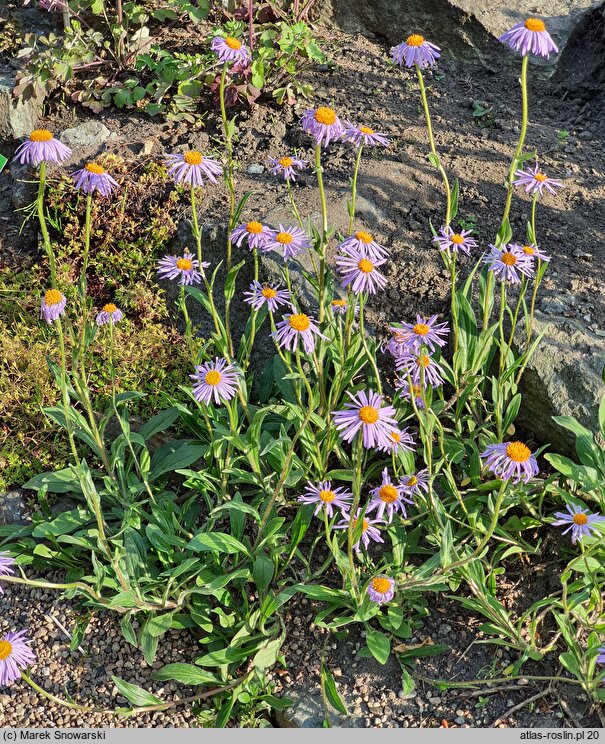 Aster diplostephioides