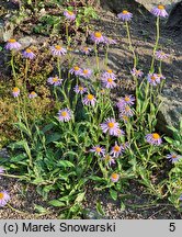 Aster diplostephioides