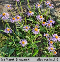 Aster diplostephioides