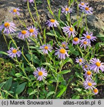 Aster diplostephioides