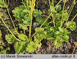 Primula cortusoides (pierwiosnek zarzyczkowaty)