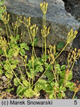 Primula cortusoides (pierwiosnek zarzyczkowaty)