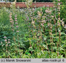 Phlomoides tuberosa (żeleźniak bulwiasty)