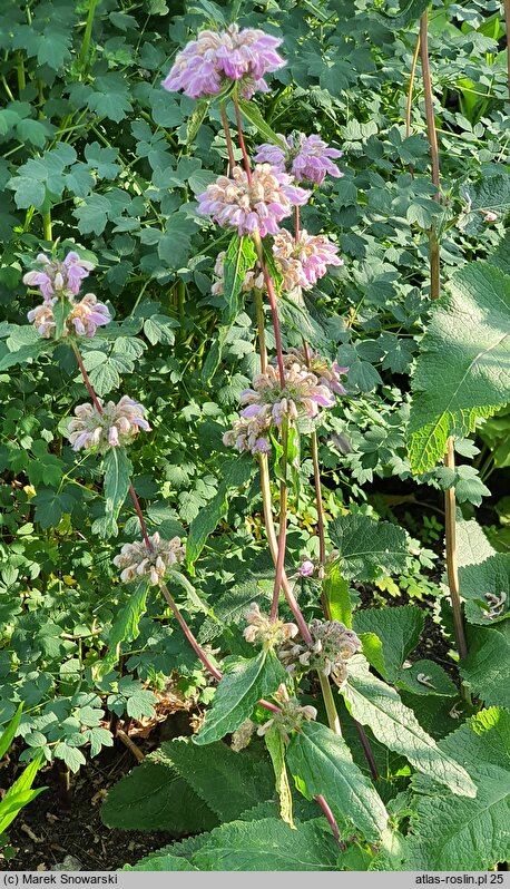 Phlomoides tuberosa (żeleźniak bulwiasty)