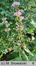 Phlomoides tuberosa (żeleźniak bulwiasty)