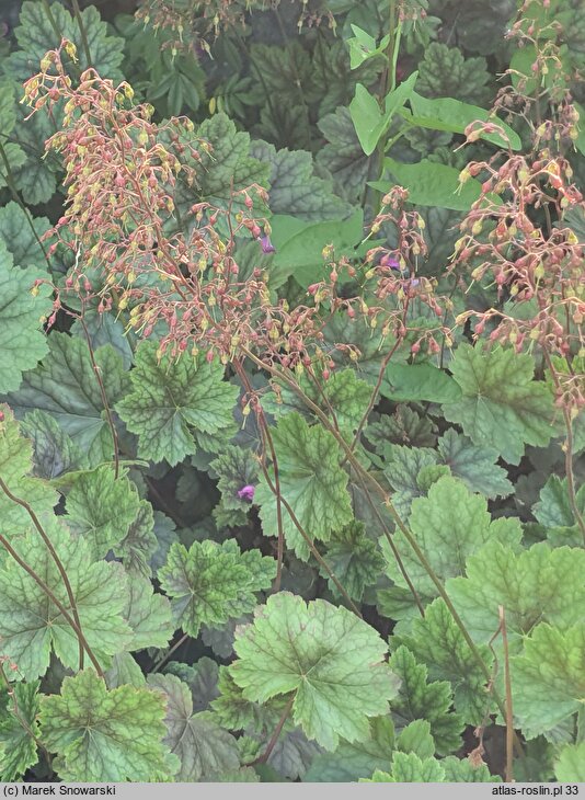 Heuchera Beauty Color