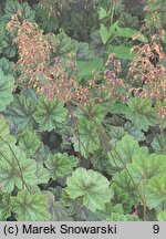 Heuchera Beauty Color