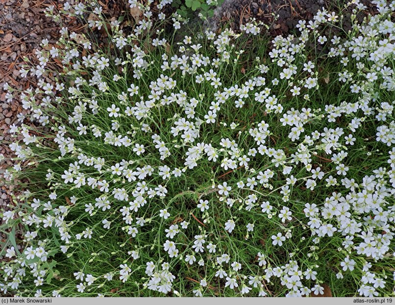 Cherleria laricifolia ssp. laricifolia (mokrzyca modrzewiolistna typowa)