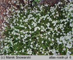 Cherleria laricifolia ssp. laricifolia (mokrzyca modrzewiolistna typowa)