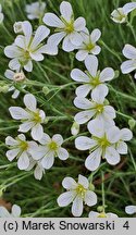 Cherleria laricifolia ssp. laricifolia (mokrzyca modrzewiolistna typowa)