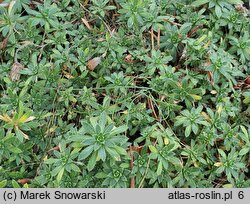 Arabis ×wilczekii (gęsiówka Wilczka)