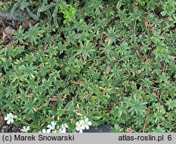 Arabis ×wilczekii (gęsiówka Wilczka)