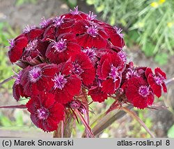 Dianthus barbatus ssp. barbatus Black Magic