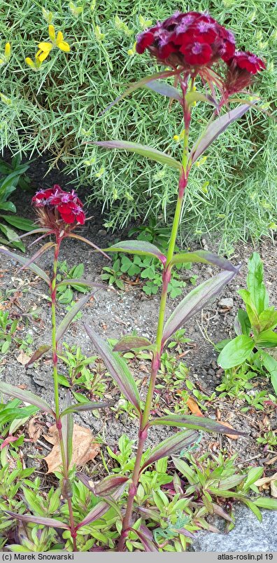 Dianthus barbatus ssp. barbatus Black Magic