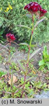 Dianthus barbatus ssp. barbatus Black Magic