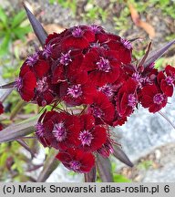 Dianthus barbatus ssp. barbatus Black Magic